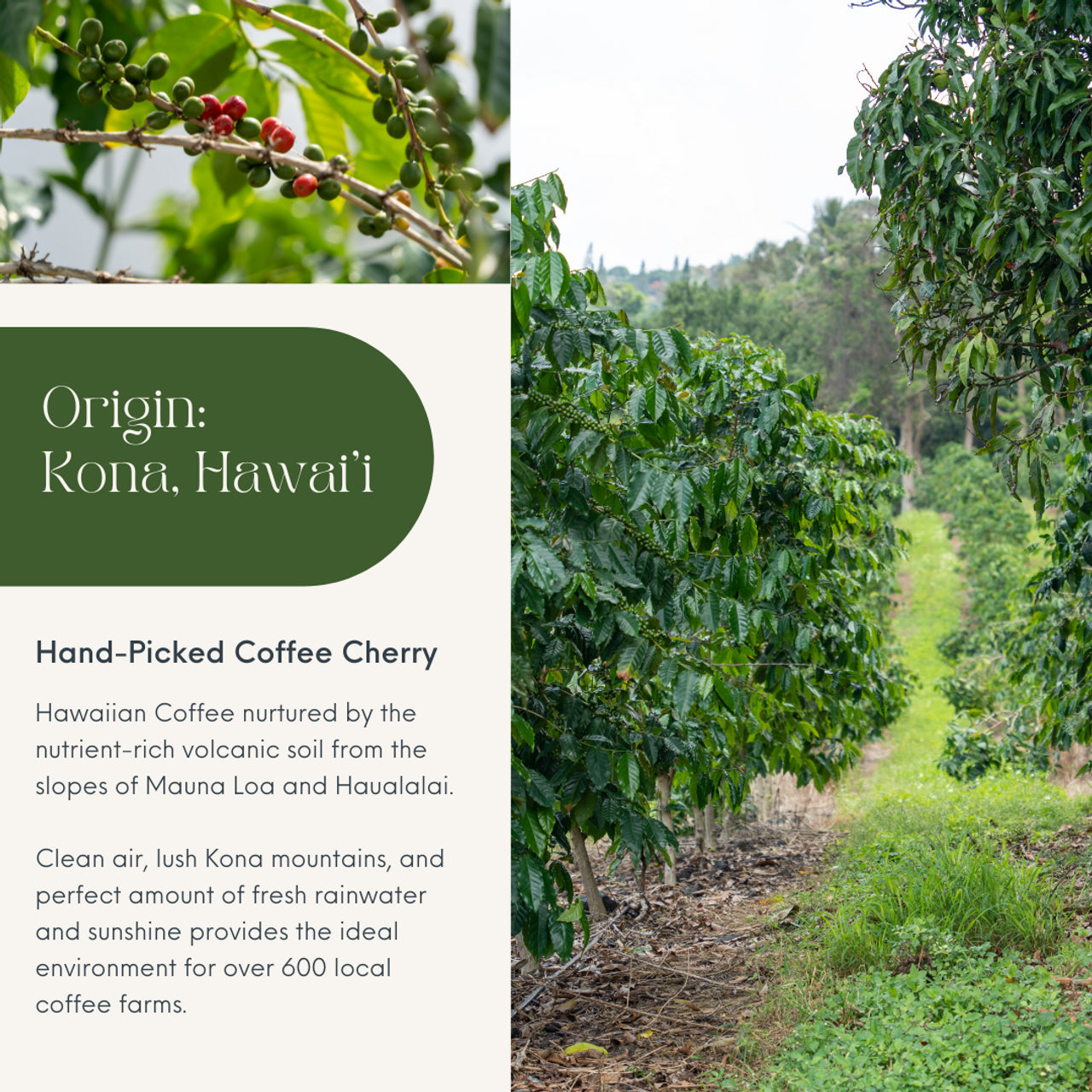 Roy's Pacific Roast 10% Kona 8oz Coffee Bag
